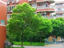 13号线祁连山南路地铁口500米 三房飞机户型南北双阳台