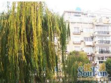 双南户型边套一楼带院子房东诚意出售产权清晰