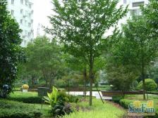 三开间朝南,全明户型,看房有钥匙,小高层带电梯