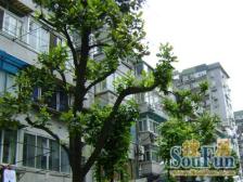 近六院近公园!精装修电梯中间楼层看房方便房东诚意卖