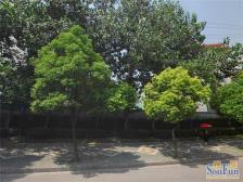 张泾小区 1室1厅 南 北