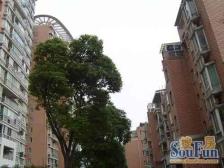 三林·金谊河畔·3室·2厅