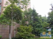 三林·金谊河畔·3室·2厅