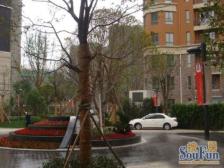 人车分流小区,电梯顶复,有100平露苔,有产权车位