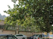 东园四村电梯大三房,精装修,南北通透,户型正气