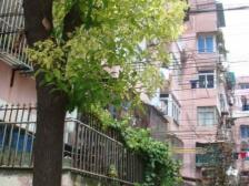 想要三房的看过来,天井已经搭好了房间