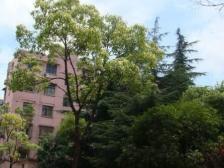 距 ,离地,铁14号线百米,成熟商圈