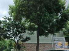 内环边连排别墅!带花园~ 车库!!临河中心位置!!