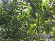 芙二小区 2室1厅 南