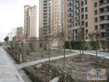 金色中环带+空中花园复试+景观位置