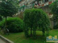 中原·鹏程苑·1室·1厅