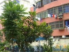 黎安一村 2室2厅1卫 南