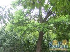 金桥·东陆新村四街坊·2室·1厅