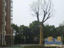 春申府邸2室南朝向560.00万元/套出售