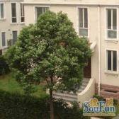 君临B户型,房间全部朝南,南花园南露台,采光好