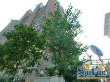 全南正气大一房,阳光好,视野无遮挡!