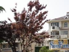 康桥花园 2室2厅 南 北