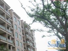 仁恒100多万精装修,电梯顶复,60平大露台,随时看房