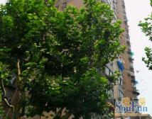 靖宇大楼3室1厅南