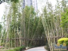 中环星河,宜居三房;舒适格局,诚意出售!