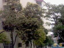 宏明雅舍 3室2厅 南