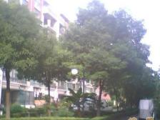 一见钟情的房子我保证