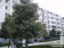 满五,户型方正,通风透光好,面积大单价低