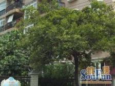 森林公园旁,99年纯商品房,一梯两户,南北通透。