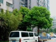 公园小区,南北通户型,采光无任何遮挡,精装修提前约