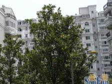 宝山看大华 大华看文华 文华看顶复 南北全明送露台近轨交好房