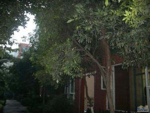 郦景东城2室1厅西南