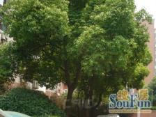 内环小区低总价 全明户型 精装修拎包入住 可置换