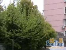 用心选房:漕河泾主推电梯房中区中国中推荐诚意出售