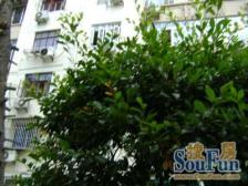 繁华地段,配套完善,交通便利,居家装修