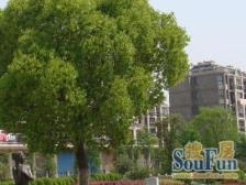 南北直通双阳台、近7号线上大路站、位置好出行方便