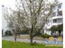 奉浦苑 2室1厅 南