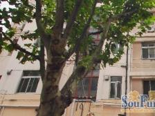 长中小区 2室0厅 南