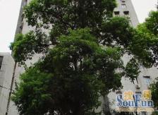 品质小区,环境优美,诚意出售,精装好房