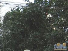 大平层~三开间朝南~一梯三户~高区视野好~97年小区~诚售