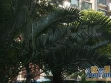 老静安顶复加露台+户型正气视野佳+新房地段宜家价