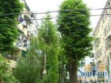 内环内满五税费少,边套全明户型,业主诚售