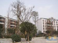 泊景湾 3室1厅 西