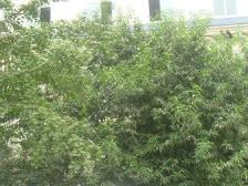 出租中,看房提前联系,业主安心卖