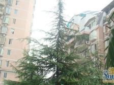 轻轨旁正规大三房,看房方便,业主很诚心出售