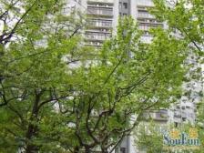 华山路武康路上的市政干部分房高区景观 通风很好!