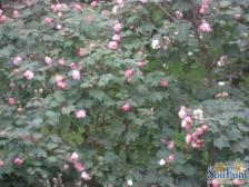 左岸花都5室2厅南