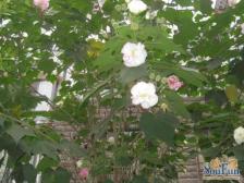 左岸花都5室1厅东南西北