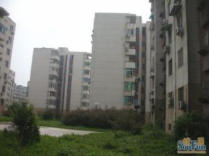 京东小区D区 南北通透,采光好 近地铁 视野好,诚心出售