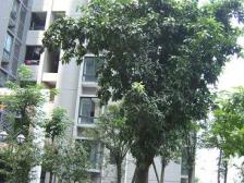 秋水长天 户型方正 安静 全明户型