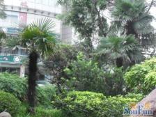 安天大厦 1室1厅 西北